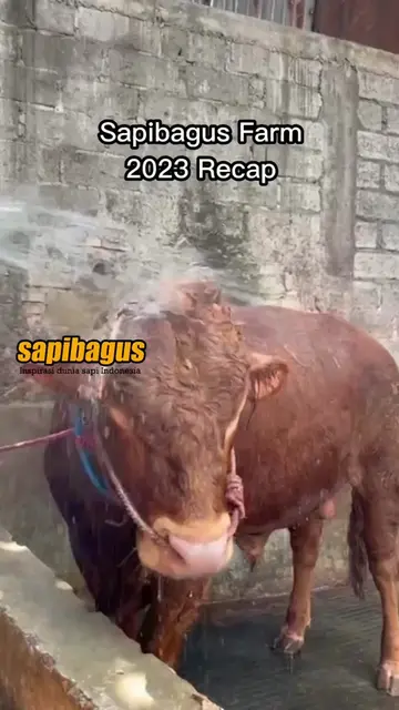 Sapibagus-Farm-2023-Recap